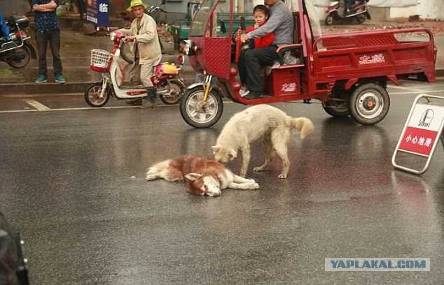 В Китае собака попыталась оживить друга, погибшего в автокатастрофе