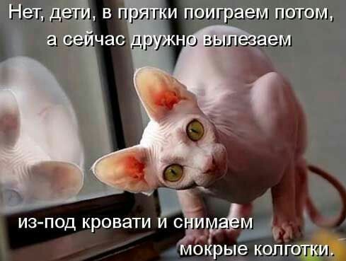 Котофотки с описанием