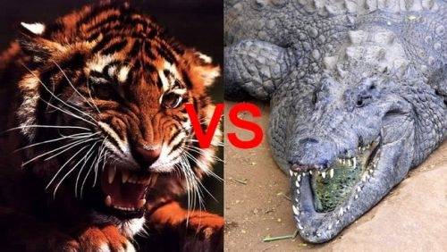 Схватка тигра с крокодилом!