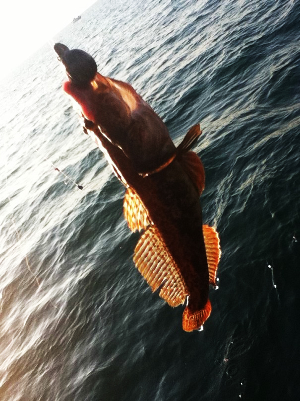 Sea Fishing. Черное море