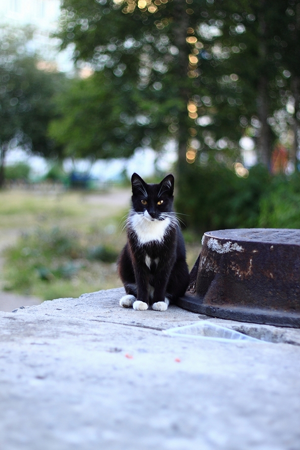 Котовторник  31.07.2018