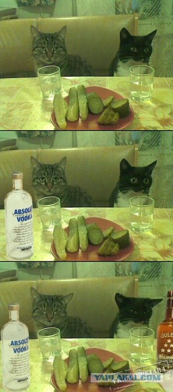 Пьющий кот - беда в семье!