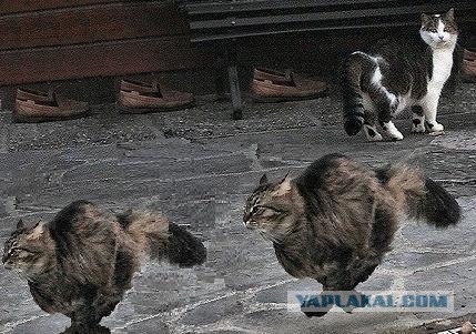 Быстрый кот