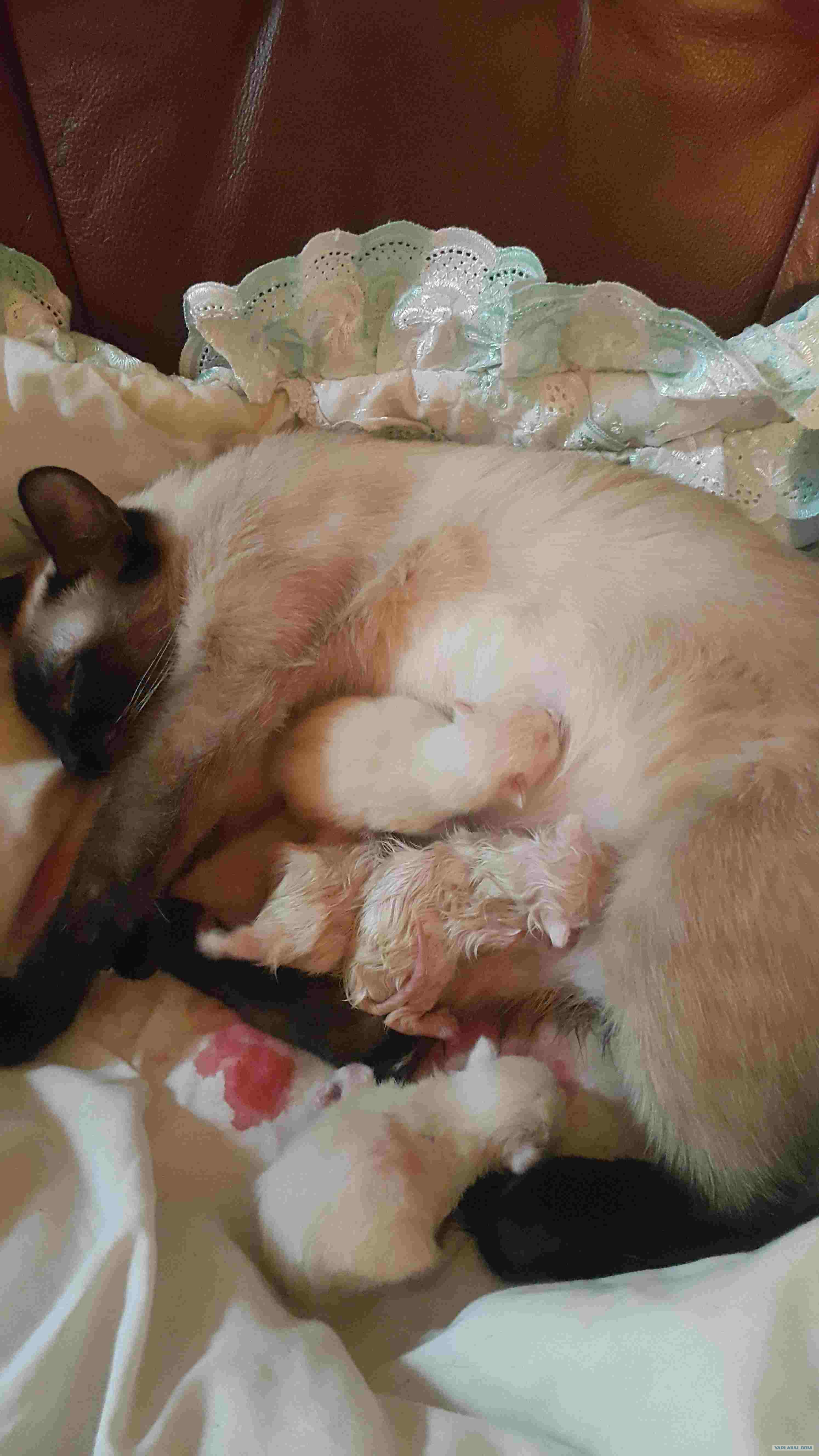 Кошка родила фото ребенка Кошка родила фото ребенка
