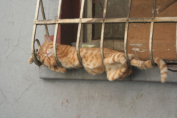 В полном отрубе: очень крепко уснувшие кошки и коты
