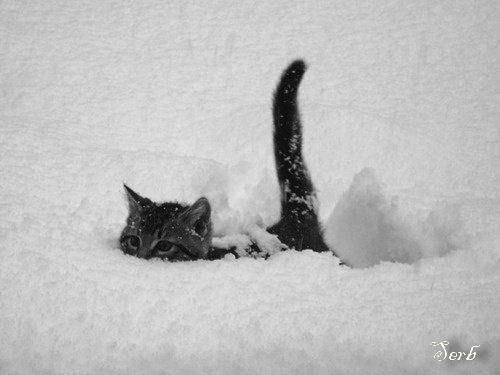 А вы уже открыли сезон кидания котов в снег?