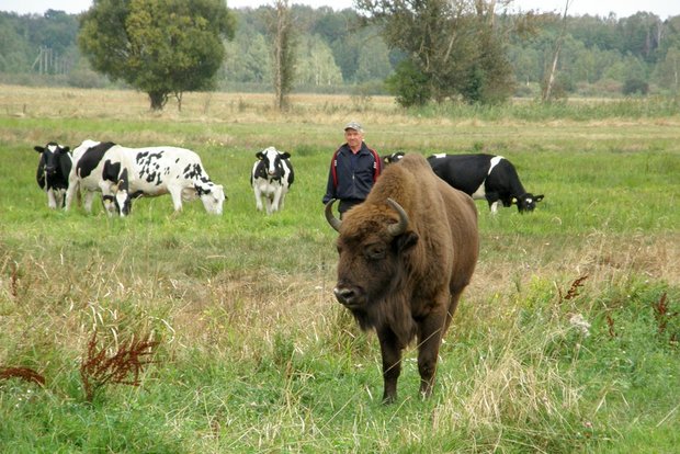 Зубр из Беловежской пущи в поисках самки прибился к стаду коров