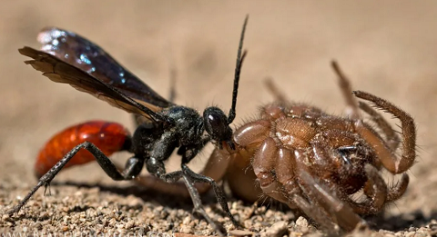 Будни Австралии: Австралийская оса-тарантул тащит паука-охотника