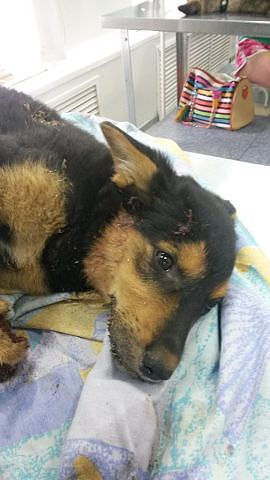 Девочка спасла щенка от смерти