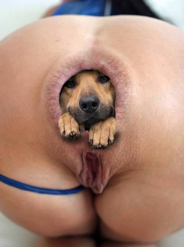 Puppy constipation sore anus