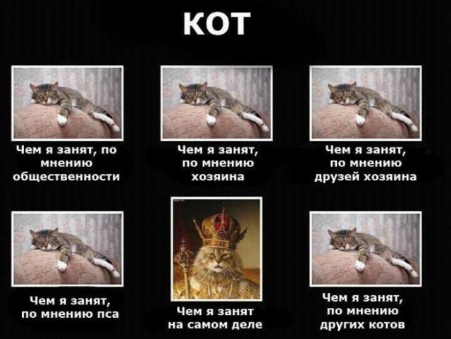 Когда осознал, что ты кот