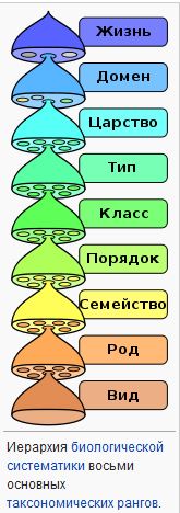 Как сильно могут отличаться размерами животные