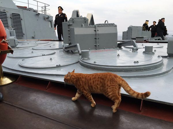 Первый кот в походе боевых кораблей ВМФ России к берегам Сирии
