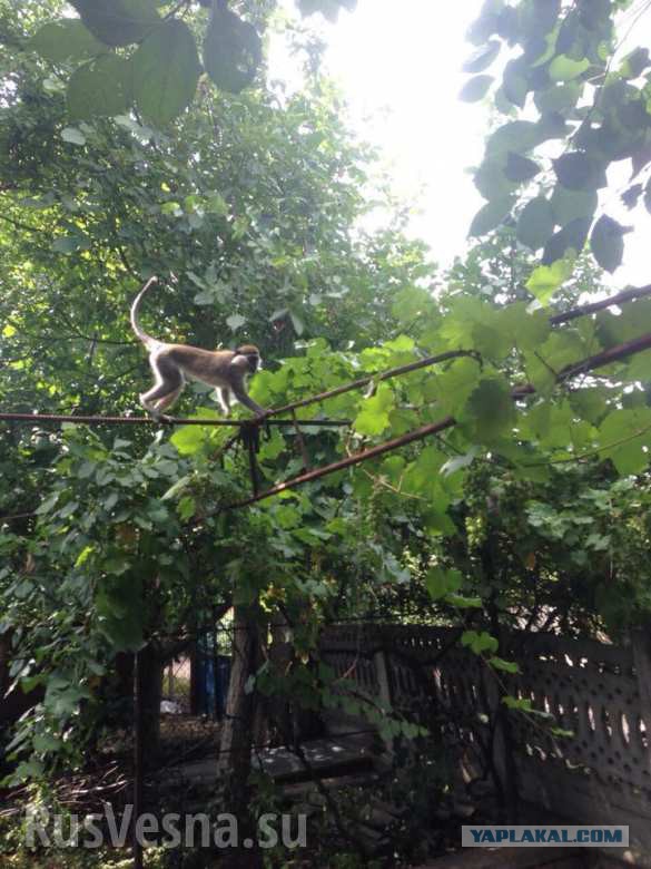 В Одесской области стая обезьян сбежали из частного зоопарка и поселились на территории дачного кооператива