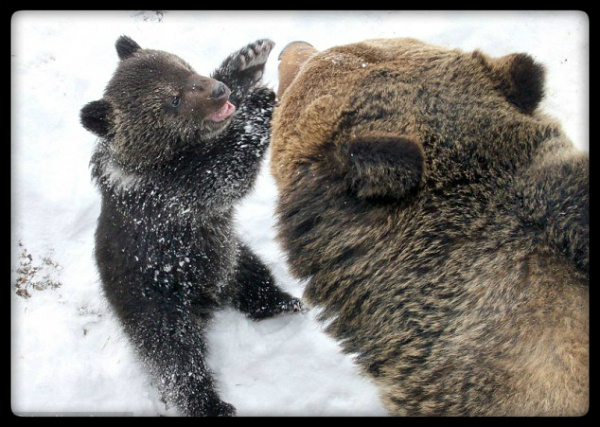 Любящий косолапый папка