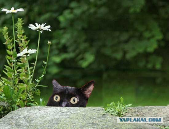 Фотожаба:Коты в засаде