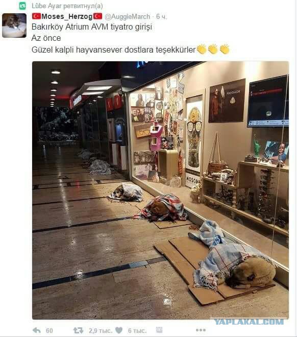 В Турции во время холодов собак пустили погреться в торговый центр