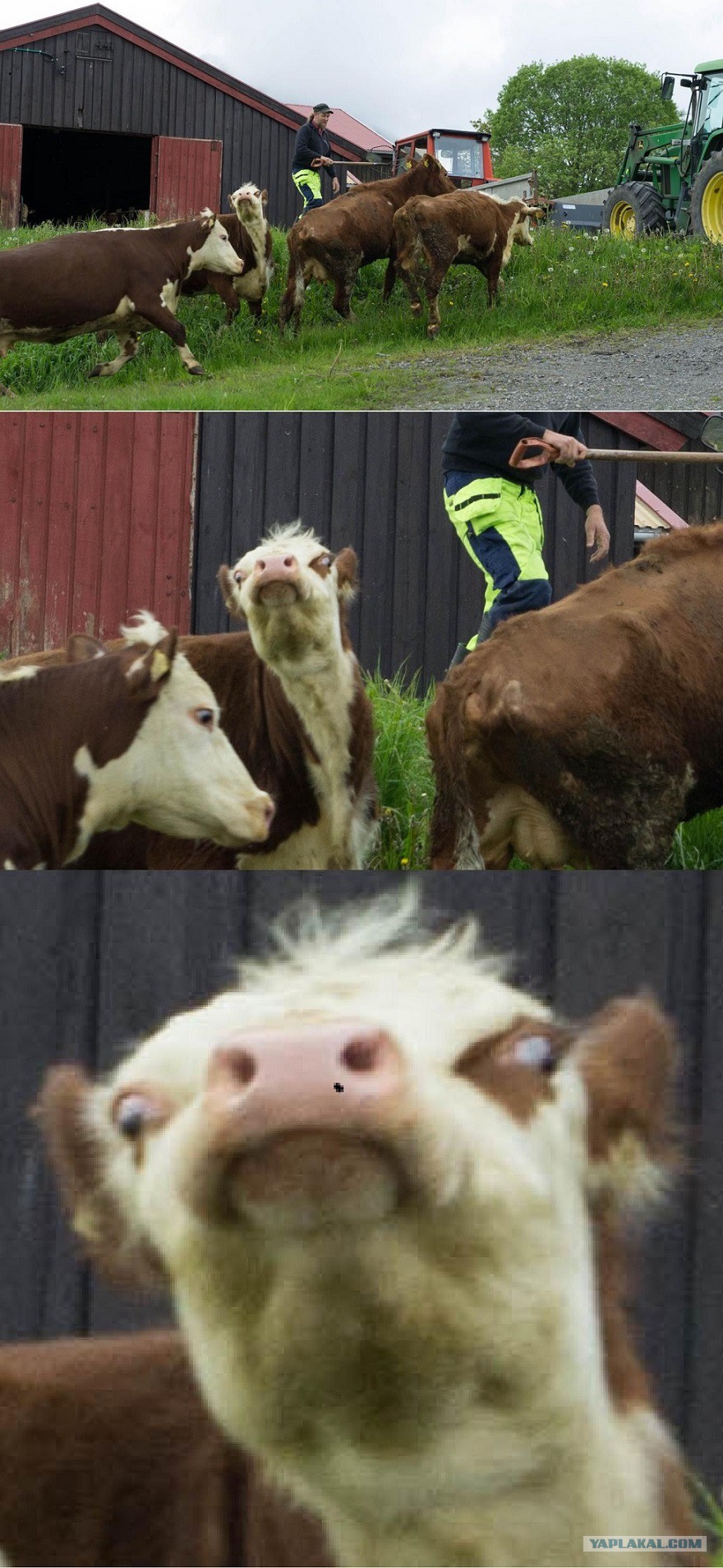 Hilarious Essay On Cow