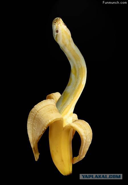 Фотожаба: Злой банан