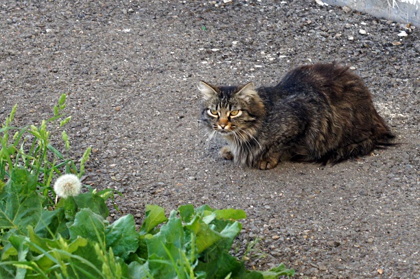 Котовторник 19.06.2018