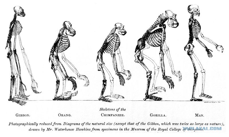 a comparison of charles darwin and herbert spencers theory of where species came from a comparison of charles darwin and herbert spencers theory of where species came from