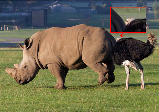 Не пугайте страуса, стоящего за носорогом