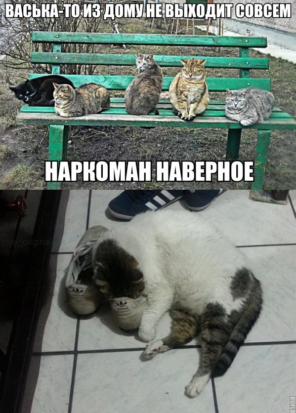 Коты на лавочке
