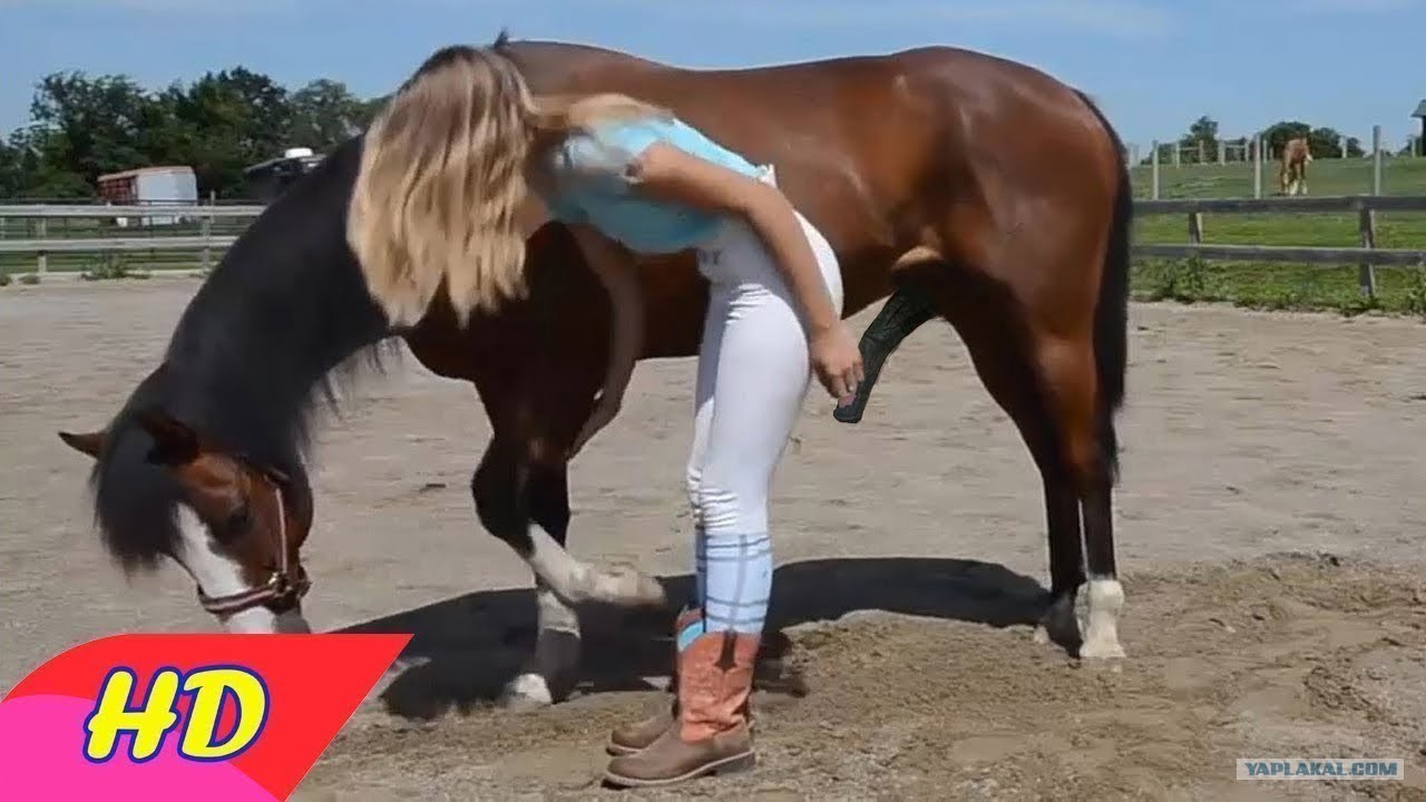 Секс Конь Пони Видео