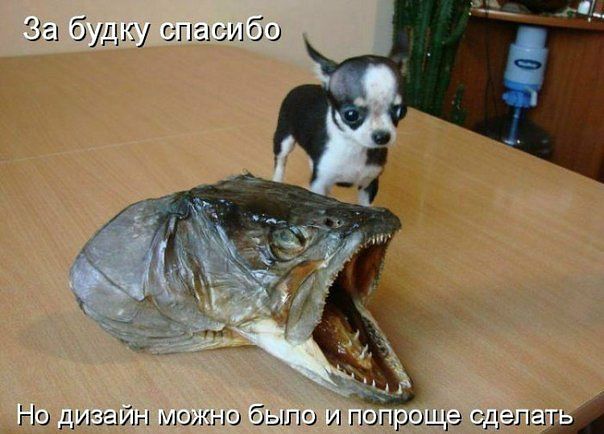 Веселые картинки? а так же комментарии)
