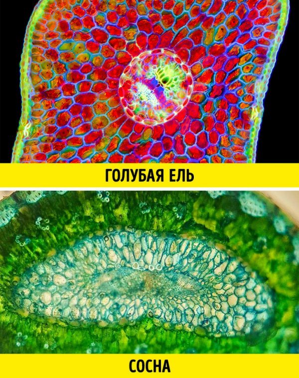 Взгляд через микроскоп: разница, которую не заметить невооруженным глазом