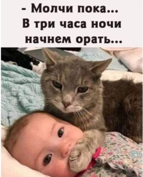 День уважения кошки