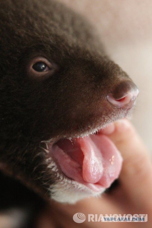 Новорожденный гималайский медвежонок-подкидыш