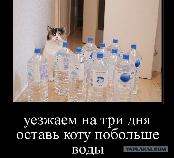 А ты не забыл покормить кота?!