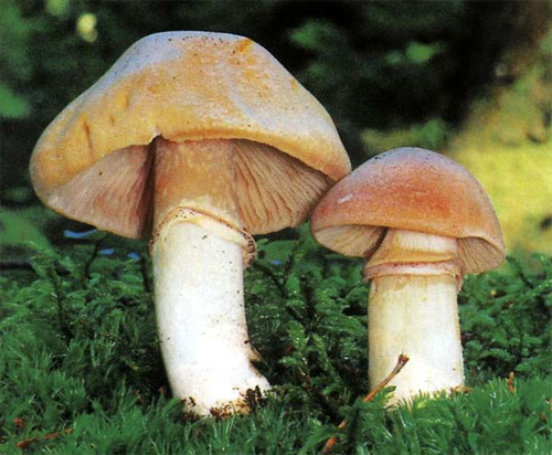 Дикие люди Дикие люди
