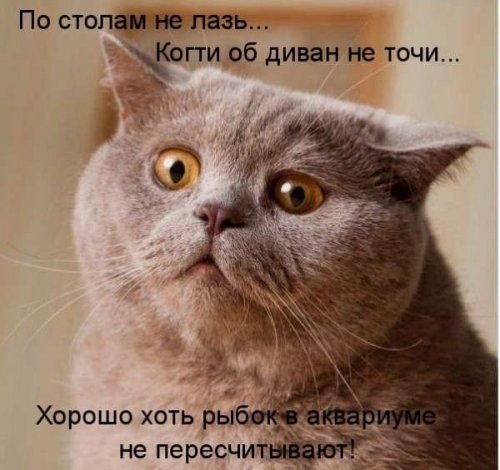 Обидели котейку? Получите, распишитесь!