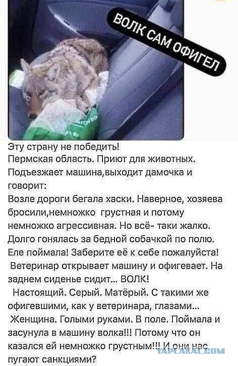 В Московском зоопарке спасли кота, который залез в вольер к волкам.