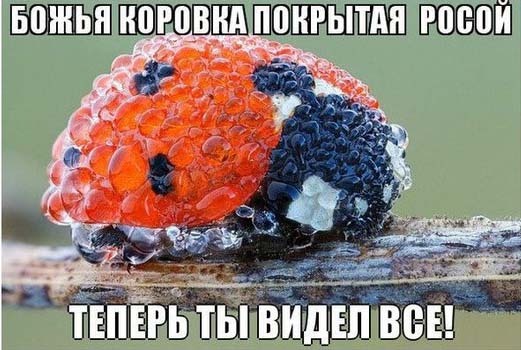 Теперь ты видел всё