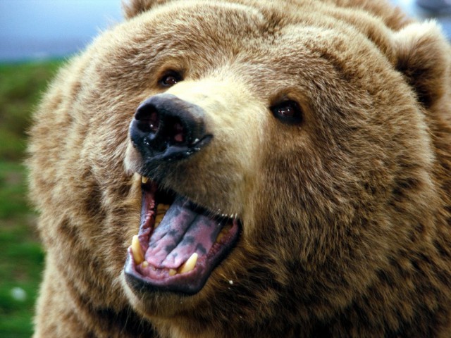 Как появился "русский медведь"