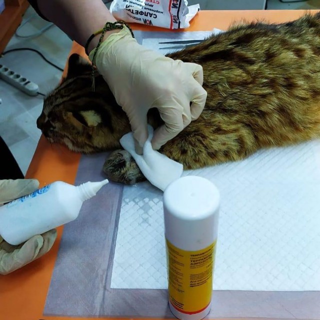 Краснокнижного кота выловили в курятнике в Дальнегорске