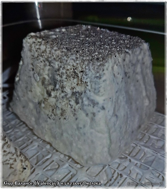 Сыр Валансе́ (Valencay)  из молока англо нубийских коз