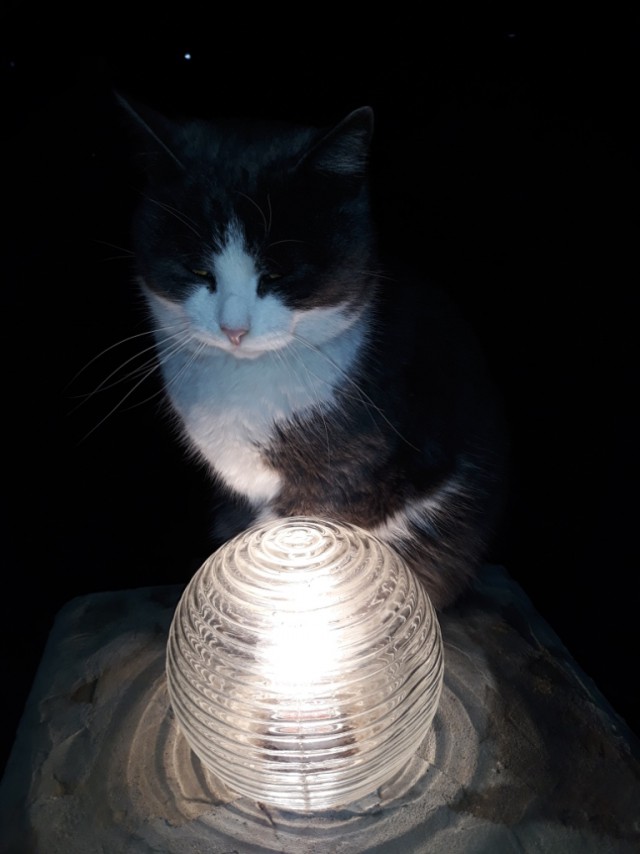 Доступно обновление кота с лампой