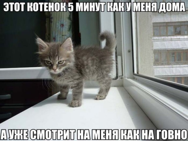 Обидели котейку? Получите, распишитесь!