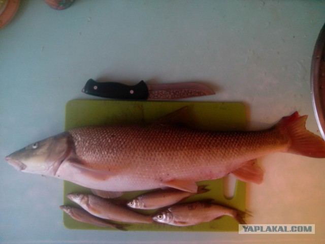 Рыбалка 10 мая 2015, р. Пшеха