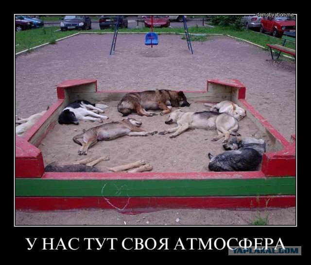 Нападение бродячих собак в Перми