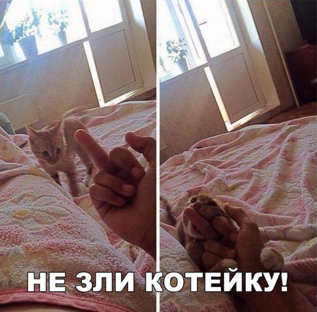 Прикольных котов пост