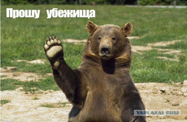 Медведь сбежал в Россию