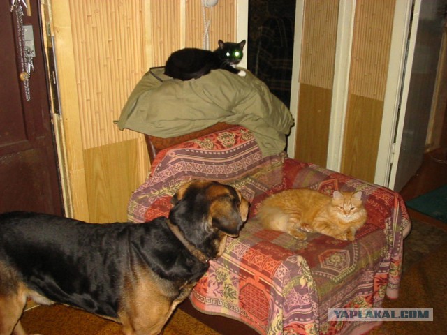 Про кошку Басю, кота Абрикоса и собаку Рича.