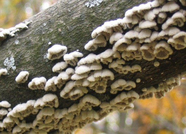 Британские ученые выяснили, что грибы способны общаться, и в их словарном запасе есть около 50 слов
