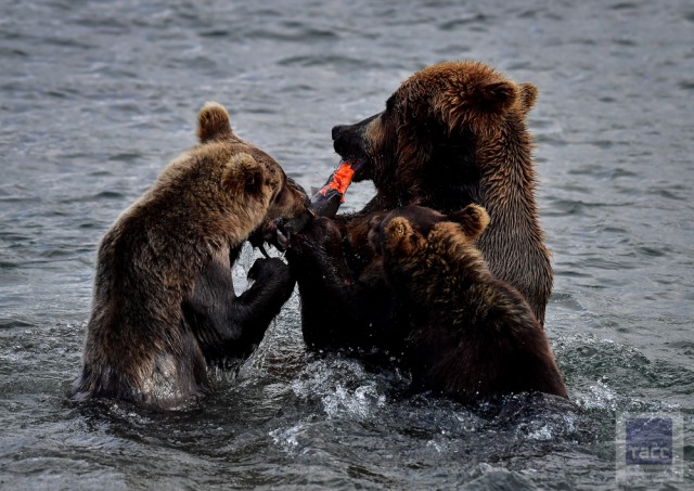 Медвежья рыбалка на Курильском озере. Камчатка.