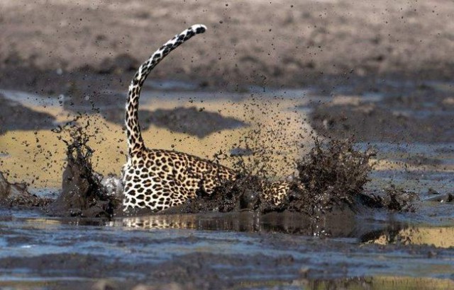 Необычная рыбалка леопарда: как великий охотник поймал в луже сома